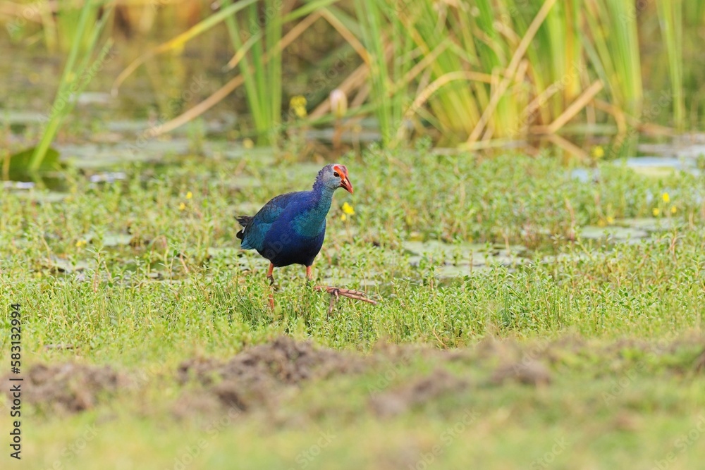 The colourful Indochinese Grey-headed Swamphen with baby, Porphyrio poliocephalus viridis, on floating vegetation fluffing up its feathers in super light The colourful Indochinese Grey-headed Swamphen with baby, Porphyrio poliocephalus viridis, on floating vegetation fluffing up its feathers in super light