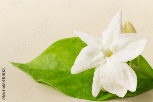 White mogra or arabian jasmine or Jasminum sambac flower Buds on Beige background