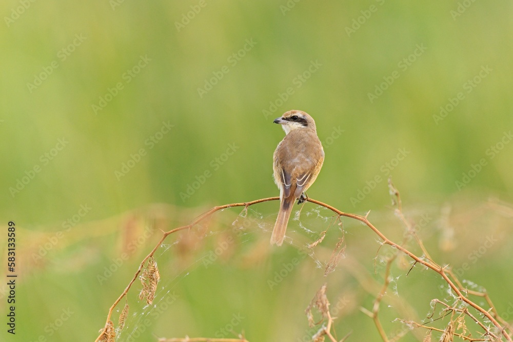 The Brown Shrike or Lanius cristatus is perched on the branch nice natural environment of wildlife in Srí Lanka or Ceylon The Brown Shrike or Lanius cristatus is perched on the branch nice natural environment of wildlife in Srí Lanka or Ceylon