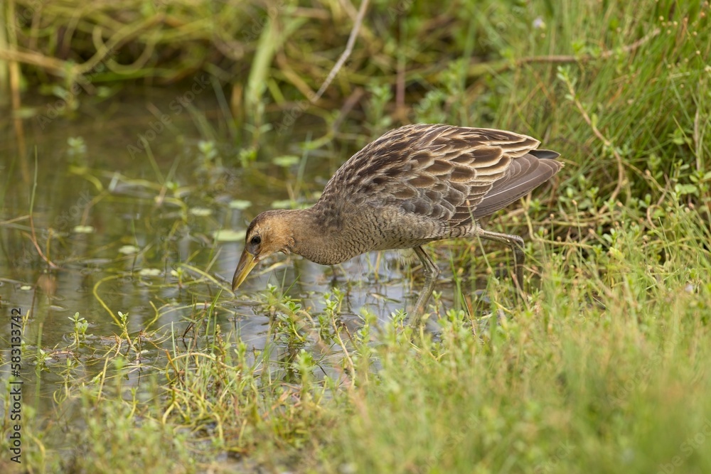 Fototapeta premium Spotted Crake - Porzana porzana - at the wetland, Marche