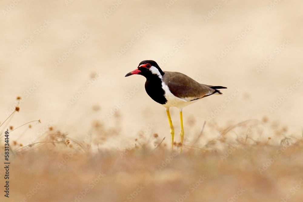 Beautiful red-wattled lapwing bird (Vanellus indicus) in the hole, bird of Sri Lanka, Čejka černoprsá Beautiful red-wattled lapwing bird (Vanellus indicus) in the hole, bird of Sri Lanka, Čejka černoprsá