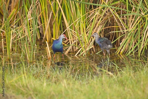 The colourful Indochinese Grey-headed Swamphen with baby, Porphyrio poliocephalus viridis, on floating vegetation fluffing up its feathers in super light