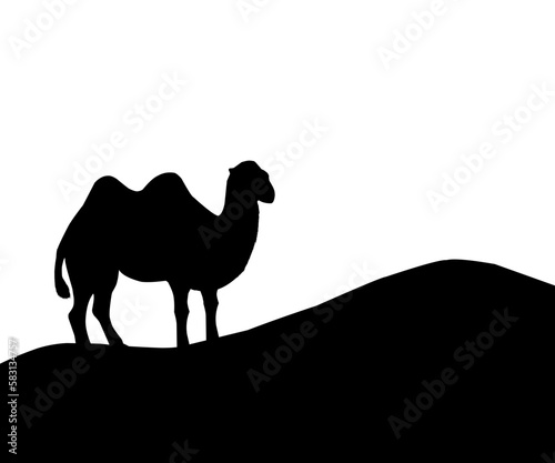 camel in desert silhouette