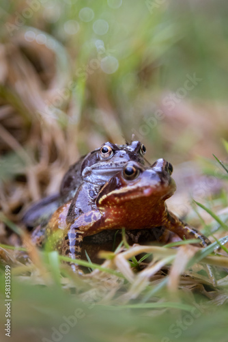 Common toads mating. 