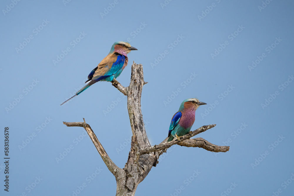 A pair of Lilac-breasted Rollers perched on a dead branch with blue sky as background, Kruger National Park. A pair of Lilac-breasted Rollers perched on a dead branch with blue sky as background, Kruger National Park.