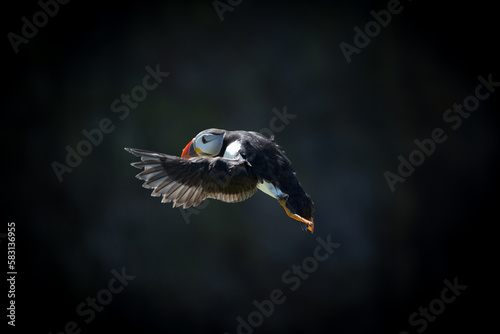 Atlantic Puffin flying around The cliffs of The Wick on Skomer Island, Pembrokeshire, Wales