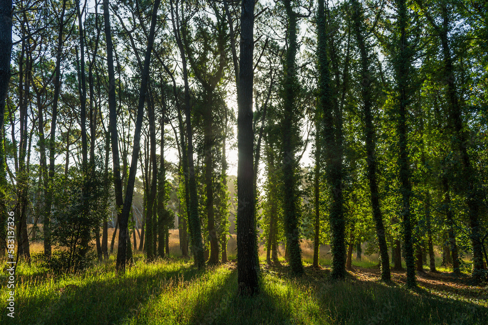 Fototapeta premium Rays of sunlight passing through the trees of a forest.