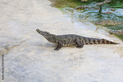 The salt crocodile is stay near the river