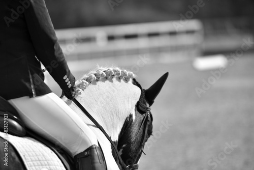 Plaited horses wearing bridle and bit arching necks for dressage competition