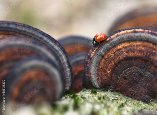 Ladybird on mushroom. Macro photo with a beetle