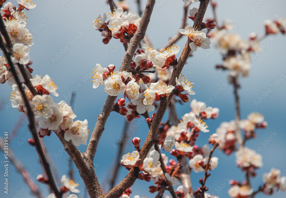 Nature in spring. A branch with beautiful white spring apricot flowers on a tree. A natural scene with a blooming apricot on the background of flowering, selective focus. Blooming background. Nature in spring. A branch with beautiful white spring apricot flowers on a tree. A natural scene with a blooming apricot on the background of flowering, selective focus. Blooming background.