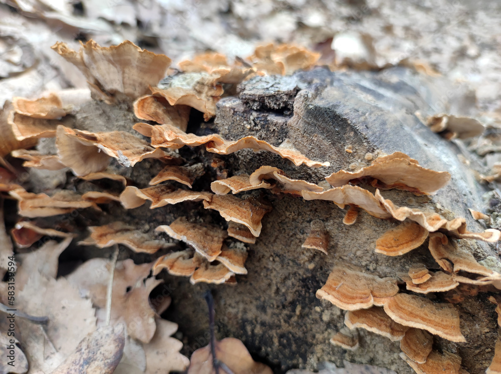 wild brown mushrooms growing on the tree bark