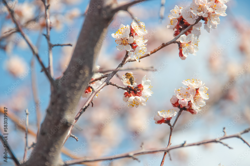 Nature in spring. A branch with beautiful white spring apricot flowers on a tree. A natural scene with a blooming apricot on the background of flowering, selective focus. Blooming background.