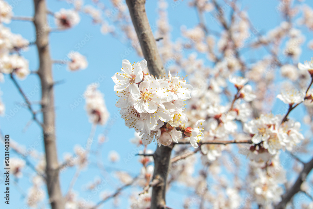 Nature in spring. A branch with beautiful white spring apricot flowers on a tree. A natural scene with a blooming apricot on the background of flowering, selective focus. Blooming background. Nature in spring. A branch with beautiful white spring apricot flowers on a tree. A natural scene with a blooming apricot on the background of flowering, selective focus. Blooming background.