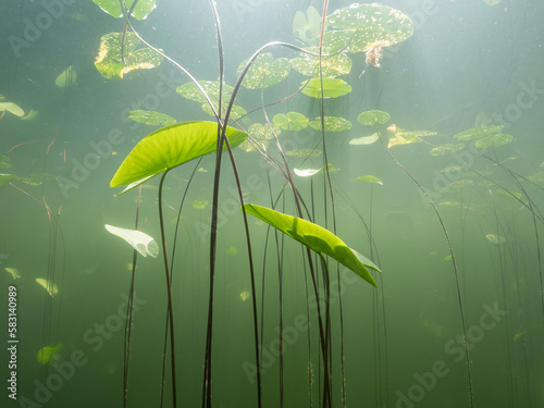 Floating leaves of water lily growing towards water surface