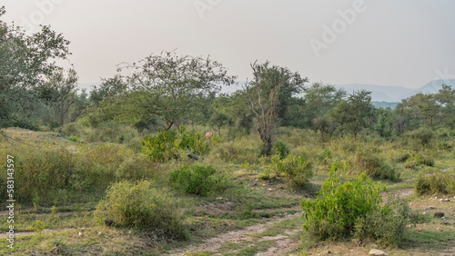 A dirt safari road runs through the jungle. Green grass on the roadsides. Among the bushes stands the nilgai antelope. A mountain range in the distance. India. Sariska National Park