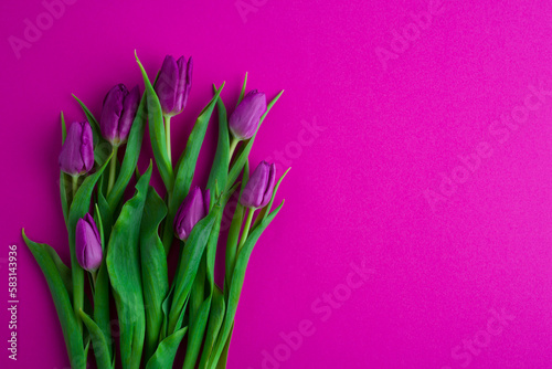 Fresh flower composition  a bouquet of tulips  magenta background. Greeting concept  Women s  Mother s Day 