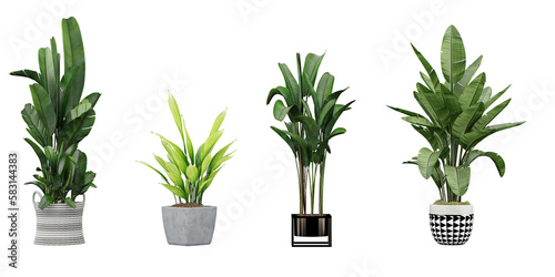 Green Delight; Beautiful Transparent Plant Photos