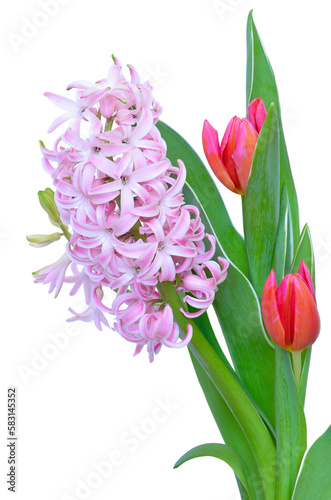 Pink hyacinth and tulips flowers