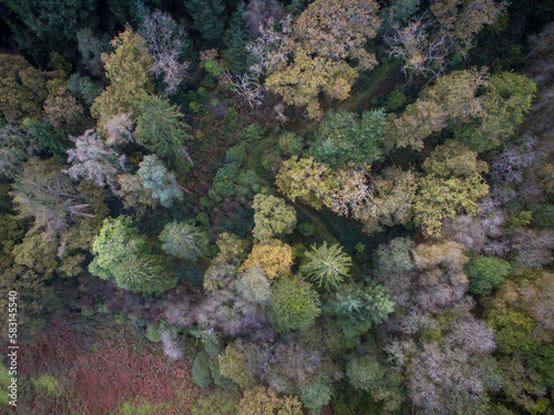drone image looking down at trees in Autumn. 