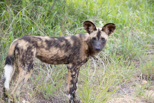 Wild dog (painted dog) in Kruger National Park