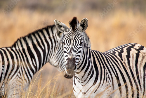 Zebra in Kruger National Park 