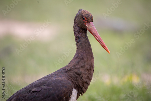 Black Stork in Kruger National Park
