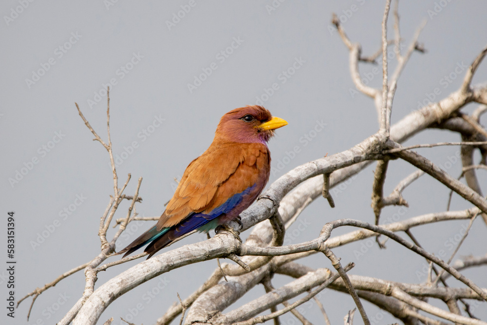 Broad-billed Roller in Kruger National Park Broad-billed Roller in Kruger National Park