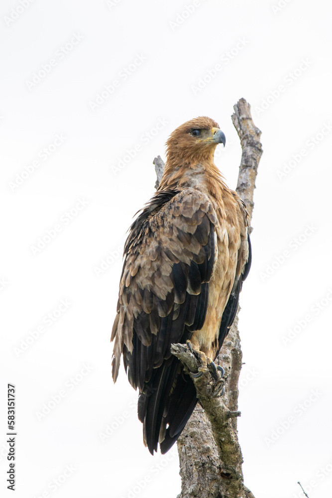 Wahlberg's eagle (Bruinarend) in Kruger National Park Wahlberg's eagle (Bruinarend) in Kruger National Park