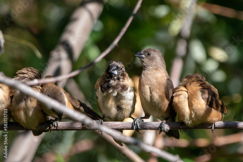 Garden birds – Bronze mannikin in Pretoria, South Africa photo