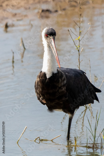 Woolly-necked Stork in Kruger National Park
 photo