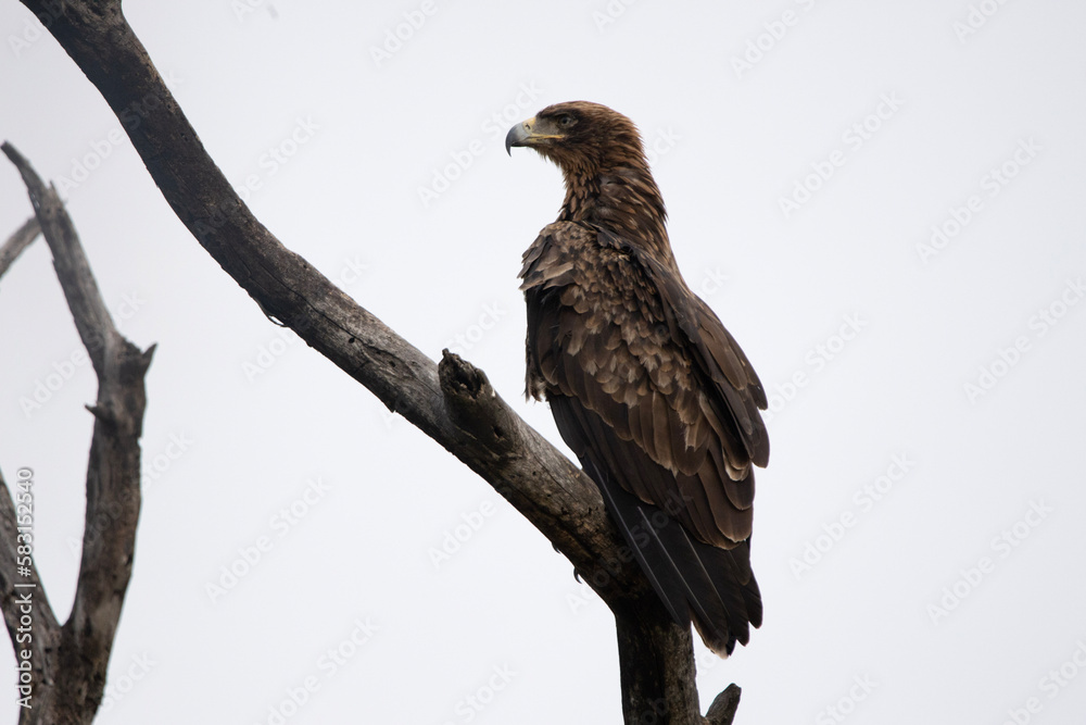 Wahlberg's eagle (Bruinarend) in Kruger National Park Wahlberg's eagle (Bruinarend) in Kruger National Park