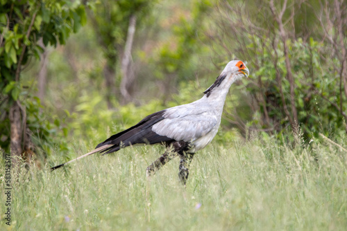 Secretary bird in Kruger National Park