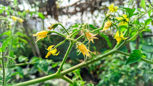 tomato flowers