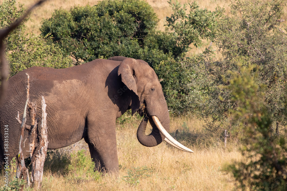 Naklejka premium Large Elephant in Kruger National Park