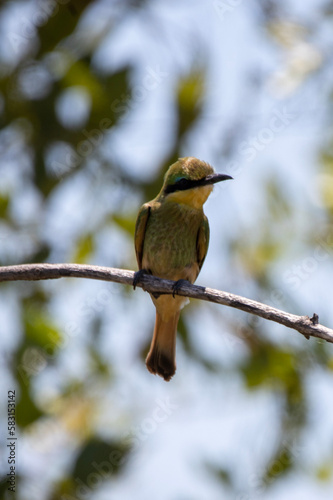 Little Bee-eater (Kleinbyvreter) in Kruger National Park