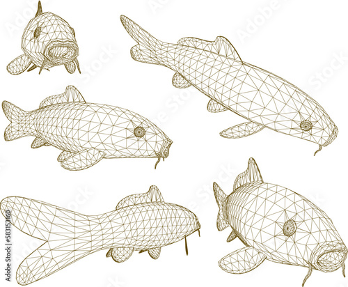 Koi fish illustration vector sketch
