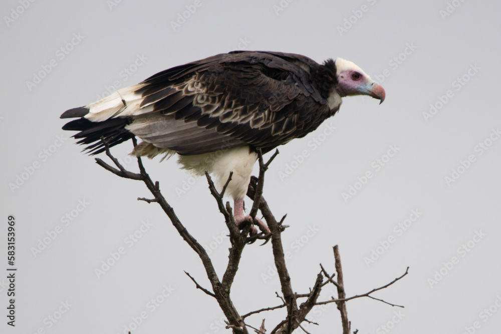 White-headed Vulture in Kruger National Park White-headed Vulture in Kruger National Park