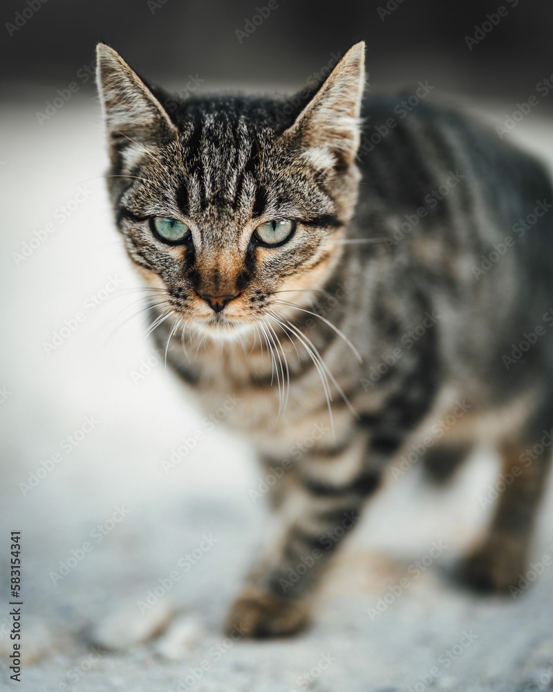 Portrait of a beautiful angry striped cat walking in a field with a blurry background Portrait of a beautiful angry striped cat walking in a field with a blurry background
