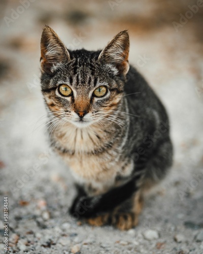 Portrait of a beautiful angry striped cat walking in a field with a blurry background