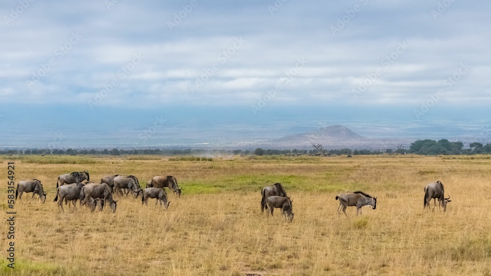 wildebeest, gnu in the savannah