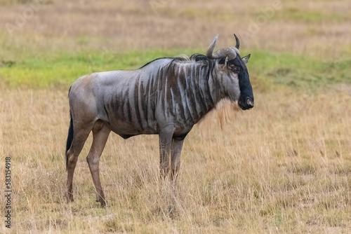 Fototapeta Naklejka Na Ścianę i Meble -  wildebeest, gnu in the savannah
