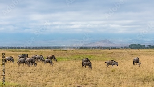 wildebeest  gnu in the savannah