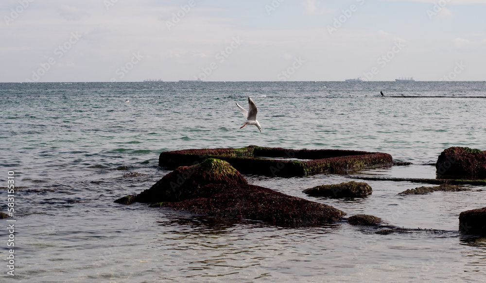 Fototapeta premium surfing in the sea