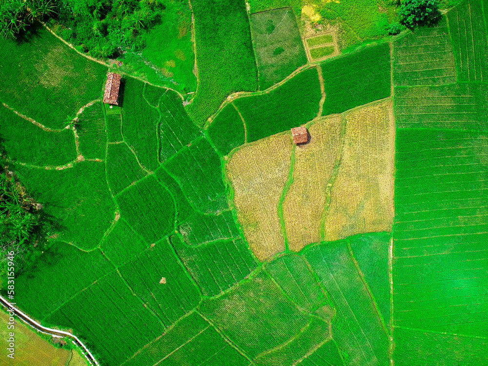 Fototapeta premium Aerial view of rice field in Indonesia