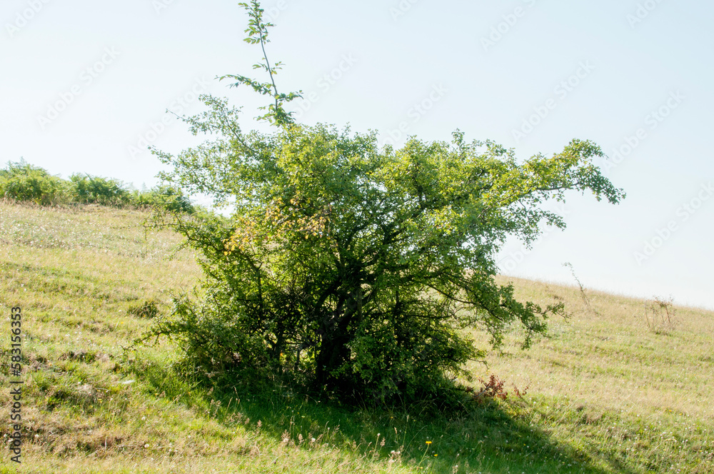 Obraz premium tree in the field