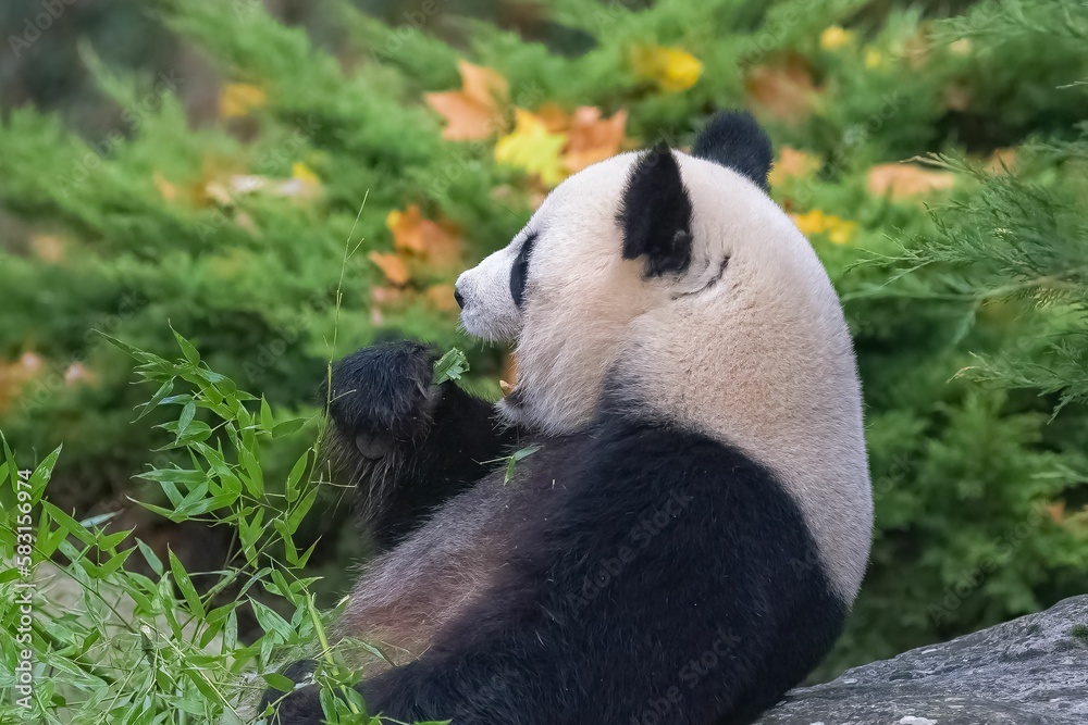 Obraz premium A giant panda eating bamboo