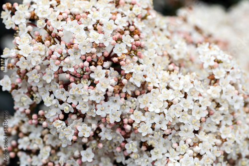 Laurustine is a species of flowering plant in the family Adoxaceae. Close up of a cyme of white-light pink flowers of the laurustinus or laurustine or laurestine. photo