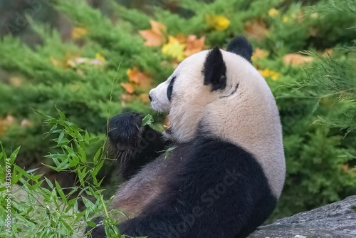 A giant panda eating bamboo