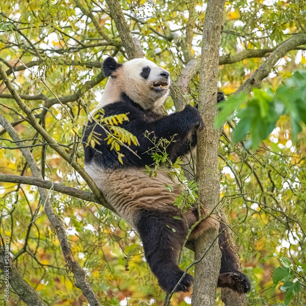 Fototapeta premium A giant panda climbing in a tree